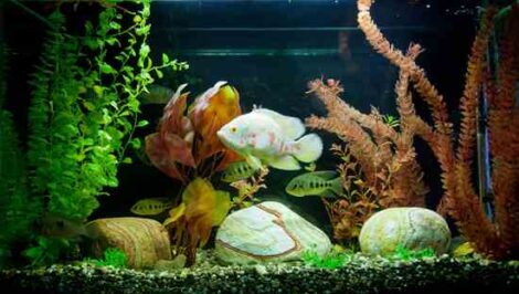 Water Plants With Used Aquarium Water Image